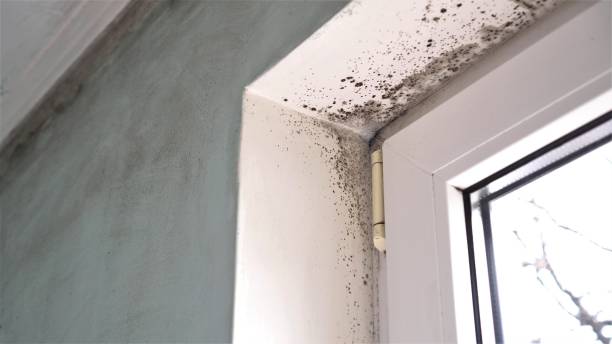 Best Localized Mold Remediation (e.g., coastal areas, humid climates) in Novato, CA