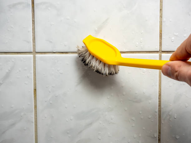  Novato, CA Mold Removal Pros
