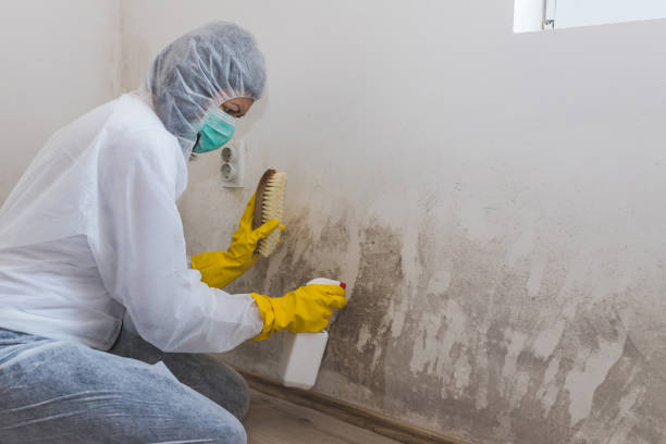 Best DIY Mold Remediation Support Services in Novato, CA
