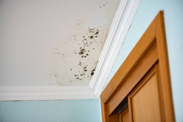 Best Post-Flood Mold Remediation in Novato, CA