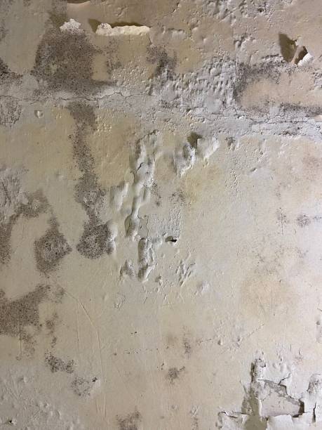 Best Insurance-Related Mold Remediation in Novato, CA