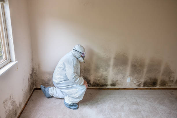 Best Basement Mold Remediation in Novato, CA