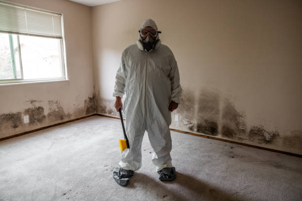 Best Black Mold Remediation in Novato, CA